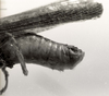 CollectionObject 1581949; 18f36afc-6864-4927-aae3-0b12fa73aa8a: male abdomen tip, lateral view (syntype). (CollectionObject).