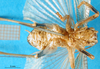 CollectionObject 1500155; e6713855-9cc7-4867-a669-aca9575c269a, MfN 4787: male, ventral view (holotype of Gryllacris alternans). (CollectionObject).