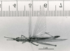 CollectionObject 1524410; 785f2672-3b85-434e-8173-0c0dfd80f9f1: Image C.S. Carbonell. male, dorsal view (holotype). (CollectionObject).