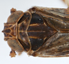 Habitus, dorsal view on Bakerella maculata Crawford, 1914: (Observation).