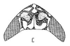 Head: !! display not done !! on Osbornellus (Sorbonellus) infuscatus Linnavuori, 1955: head, dorsally. (Observation).