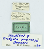 CollectionObject 1532201; 1b9c2e5f-0992-4ae0-bc68-8bb4aac101ca, NMW No. 57362: labels (syntype of Dictyota pruinosa). (CollectionObject).