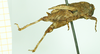 CollectionObject 1532605; 3f7a4f28-6c85-49f1-a5cd-08588ca81966: male, lateral view (holotype). (CollectionObject).