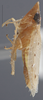 Habitus, lateral view: !! display not done !! on Agudus sexmaculatus Linnavuori, 1959: Lateral. (Observation).