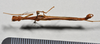 CollectionObject 1559851; a19eb260-1d37-40ef-b547-e1b1d39f104b: copyright NTUC. male, dorsal view (syntype). (CollectionObject).;CollectionObject 1559852; 4f342293-8e32-43c8-aabd-67b5d43b4610: copyright NTUC. male, dorsal view (syntype). (CollectionObject).;CollectionObject 1559853; 0624c8e5-f118-4578-a4ab-ef2df37cb695: copyright NTUC. male, dorsal view (syntype). (CollectionObject).