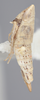 Habitus, lateral view on Athysanella (Gladionura) libera Ball & Beamer, 1940: Lateral. (Observation).
