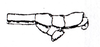 CollectionObject 1562390; 9eedde7c-3f02-40f7-bf43-5cbf21b4da08: from Schulthess 1911. male: end of abdomen, lateral view (holotype). (CollectionObject).