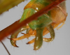 CollectionObject 1533243; e1951ace-829b-45be-a619-4d2554000369: male cerci (holotype). (CollectionObject).
