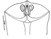 Spathalium audouinii (Blanchard, 1836): Fig. 20. female subgenital plate. (Otu).
