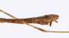 CollectionObject 1562558; 95098f74-6b7d-4b0f-a406-c0c7acc673ac: copyright ZMUH, Hamburg. male: end of abdomen, lateral view (syntype). (CollectionObject).