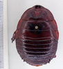 Neogeoscapheus dahmsi Roth, 1977: Photo by Heidi Hopkins. Dorsal habitus. (Otu).