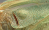 CollectionObject 1505694; 71d9b173-705e-483f-858c-efaff0dcd09e: male, base of left tegmen (syntype of Conocephalus aztecus). (CollectionObject).