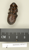 CollectionObject 1573075; 8dad6727-5238-42d4-98d8-df707eca0a82: Copyright Natural History Museum, London. Non-type (adult female) in BM(NH). Ventral view. (CollectionObject).