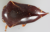 Habitus, dorsal view: (Observation).