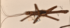 CollectionObject 1558873; 2132ec91-ed80-4a43-b4b5-d4c5c1ec1a93: copyright OUMNH. male of Heteropteryx grayii (paralectotype) [Bragg 1988 all plt's misidentified H. saussurei]. (CollectionObject).;CollectionObject 1558874; 39fe98fa-ac6f-48fa-b445-a139b0d533e9: copyright OUMNH. male of Heteropteryx grayii (paralectotype) [Bragg 1988 all plt's misidentified H. saussurei]. (CollectionObject).
