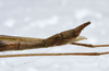 CollectionObject 1576310; 337f3538-6dff-4ea9-9955-be42d7bfc765: copyright SPM, Kinabalu. female: end of abdomen, lateral view (holotype). (CollectionObject).