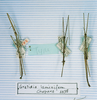 CollectionObject 1557996; 275790fe-032a-4276-8567-5e6b6bea9966: copyright MNHN, Paris. male (holotype on left). (CollectionObject).