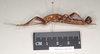 CollectionObject 1557257; NHMUK(SF IMPORT DUPLICATE) 845250, 7e2ad631-ffb0-4ae4-b2f3-96a52c583658: copyright Natural History Museum, London. male, lateral view (holotype). (CollectionObject).