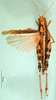 CollectionObject 1502154; a4b38459-b54b-477a-8916-cb7677b1e8f8: female, dorsal view (paralectotype). (CollectionObject).