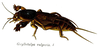 Pl. 9. male habitus (as Gryllotalpa vulgaris). Depicts Gryllotalpa gryllotalpa (Linnaeus, 1758), an Otu.