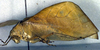 CollectionObject 1500505; 262a8b3b-6eb1-4c08-8673-c50a39858ec9: female, lateral view (holotype). (CollectionObject).