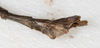 CollectionObject 1558531; 19b0f613-4523-4af7-969e-1e3b2e2e2d5c: copyright MHNG Geneva. male: end of abdomen, lateral view (holotype). (CollectionObject).