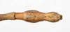 CollectionObject 1561480; 75e3de03-9f05-4be1-b4c7-e8a173e8faf7: copyright MHNG Geneva. male: end of abdomen, dorsal view (syntype). (CollectionObject).