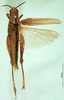 CollectionObject 1501597; 4d18b825-4ef0-4123-a9fb-5cc6da0ae2ea, DORSA BA000233S01: female, dorsal view (holotype of Catantops pachycerus). (CollectionObject).