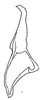 Stylus: !! display not done !! on Atanus nitidus (Linnavuori, 1955): Stylus. (Observation).