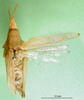 CollectionObject 1501017; bb9bee2c-f423-4a29-895c-62c4107d1df8: female, dorsal view (holotype). (CollectionObject).