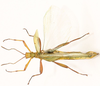 CollectionObject 1582862; Depo SF.DepoID 3783, Coll. RC 16-099, fca51bd6-c169-4dba-8317-f10fc038b44b: copyright MPMP, Manila. male, dorsal view (holotype). (CollectionObject).
