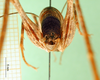 CollectionObject 1503128; 7f400fe4-a541-4e8b-b3e4-44a0856cbc02: male abdomen tip, caudal view (holotype). (CollectionObject).