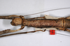 CollectionObject 1574012; 1d7906f7-cbcb-4906-8954-9eca935a67bf: copyright ZMHB, Berlin. female: head & thorax, dorsal view of synonym Nesiophasma eremothocus (holotype). (CollectionObject).