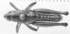 CollectionObject 1524010; 258d7214-e209-4d23-b52c-e4960353defb: male, dorsal view (holotype). (CollectionObject).