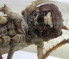 CollectionObject 1539599; ee236bd3-b7a9-45a9-9416-108170474e66: female sternum (holotype). (CollectionObject).