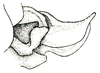 Platycaedicia obiensis Hebard, 1922: Pl. XIV, Fig. 14 (after type). ovipositor. (Otu).