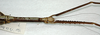 CollectionObject 1563977; cc9ce06e-48d7-4e45-b5d3-7e50a20a0deb: copyright J. Bresseel. female (paratype). (CollectionObject).