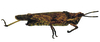 Chrotogonus (Chrotogonus) senegalensis senegalensis Krauss, 1877: female, lateral view. (Otu).