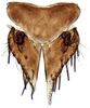 Subgenital plate: Phelpsius intricatus, subgenital plates and valve, ventrally (INHS). (Observation).
