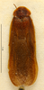 CollectionObject 1587147; MNHN(SF IMPORT DUPLICATE) MNHN-EP-EP1014, d6176a92-f283-4bb6-80bd-d38c79755be8: CC BY-NC-ND 4.0/MNHN - Depraetere Marion - 2014. Paratype, male, of parallela Chopard, 1952. Specimen number: MNHN-EP-EP1014. http://coldb.mnhn.fr/catalognumber/mnhn/ep/ep1014. (CollectionObject).