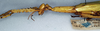 CollectionObject 1558767; NMW 888, 830e4f6b-5079-4b63-97d1-fad195f5b6a8: copyright NHMW, Vienna. female: head and thorax, lateral view (holotype). (CollectionObject).