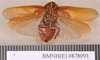 Hyposphaeria aspera (Walker, 1868): Holotype, male, ventral. BMNH(E)#878093. (Otu).