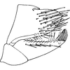 Pygofer, lateral view: Pygofer, lateral view. (Observation).