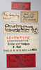 CollectionObject 1543154; d186ac21-6679-4027-98a9-c8072d45edb6: labels (lectotype of Chrotogonus brachypterus). (CollectionObject).