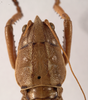Amblylakis nigrolimbata Redtenbacher, 1891: female head and pronotum, dorsal view (syntype). (Otu).
