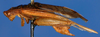 CollectionObject 1477719; d635a053-3ca4-4562-a391-8c91735773a3: male, lateral view (holotype). (CollectionObject).