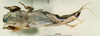 CollectionObject 1536211; NMBA 3226371, 5ea2555c-03d5-4546-af78-8f3d738cf01f: male, dorsal view. (CollectionObject).
