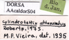 CollectionObject 1538369; 527f4bc8-15d1-41bd-907e-3538adb39b15: labels. (CollectionObject).