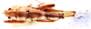 CollectionObject 1534992; 17910123-460b-4ab9-9218-02654dfaa74b: male, dorsal view (syntype). (CollectionObject).