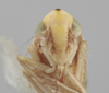 Head on Aztegina punctinota Dietrich & Dmitriev, 2006: Head. (Observation).